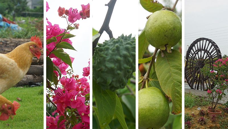 7月享田园风光 品生态美味(images 2)